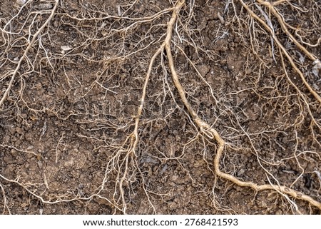 Tree roots that include both taproots and fibrous roots that branch out in the soil.