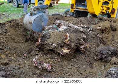 Tree Roots Were Cut Down Be Removed By Bulldozer In Order To Clear Large Piece Land That Had Been Cleared Trees.