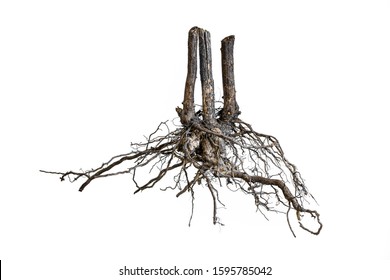 Tree root.Tree stump.Roots of tree isolated on white background.