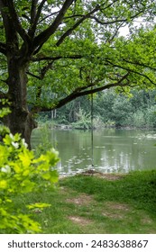 A tree with a rope as a swing