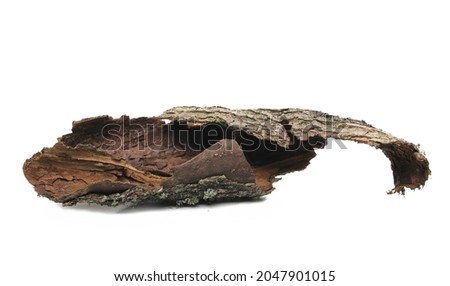 Tree rotten bark roll isolated on white background