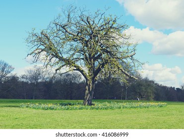 A Tree At Roundhay Park In Leeds