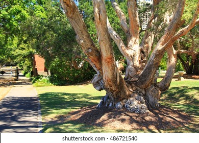  Tree, Royal Botanic Gardens, Sydney, Australia