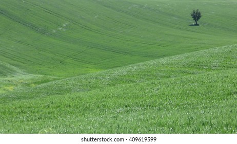 Tree and rural scenes