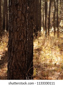 Tree In The Sam Houston National Forest In The Fall.