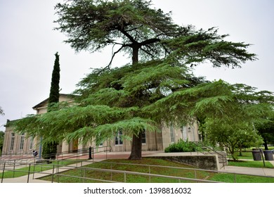 Tree At San Pedro Springs Park