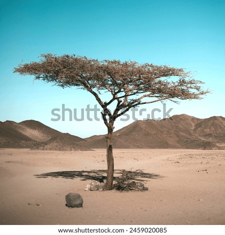 Similar – Einsamkeit Africa Desert