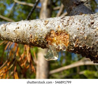 Tree Sap