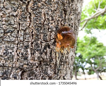 Tree Sap And Bark Amber Black White Colors Sticky Natural Arborist Background