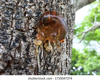 Tree Sap And Bark Amber Black White Colors Sticky Natural Arborist Background