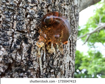 Tree Sap And Bark Amber Black White Colors Sticky Natural Arborist Background