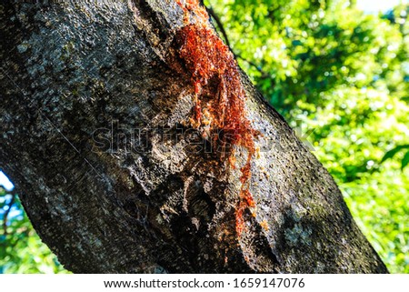 Tree sap bleeding from tree
