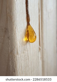 Tree sap dripping on pine wood