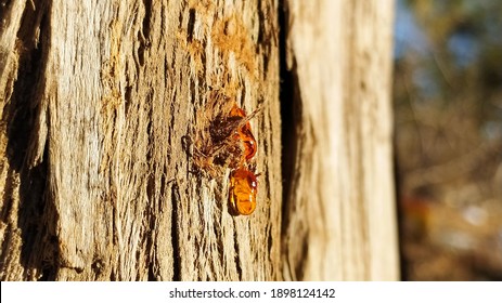 Tree Sap Of Mountain Tree, Pine Tree Sap