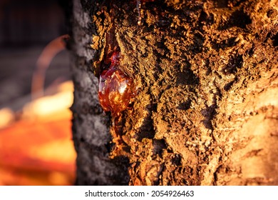 Tree Sap Resin Amber Drop On A Bark