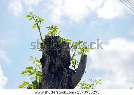 Tree sapling growing on trunk of tree. Young green leaves are born on old trees.