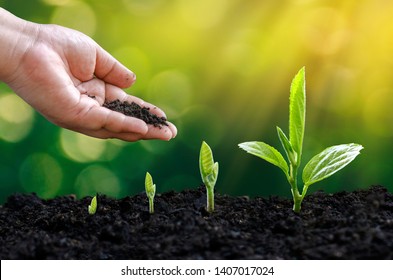 tree sapling hand planting sprout in soil with sunset close up male hand planting young tree over green background - Shutterstock ID 1407017024