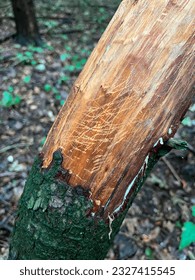 Tree sapling killed by grey squirrel bark stripping