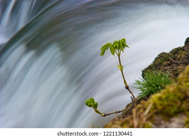 Tree sapling in spring on a river bank with cascades in the back