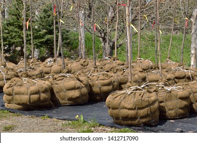 Tree Saplings With Burlap Wrapped Roots