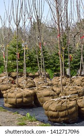 Tree Saplings With Burlap Wrapped Roots