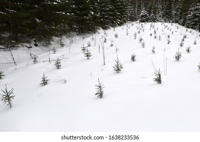 Picea Abies Seedlings Images Stock Photos Vectors Shutterstock