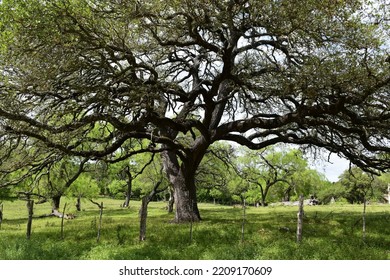 A Tree From Sauer-Beckmann Living History Farm