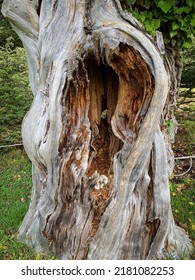 Tree With Scar And Hole At Hampton National Historic Site In Towson, Maryland. 