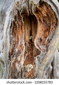 Tree With Scar And Hole At Hampton National Historic Site In Towson, Maryland. 