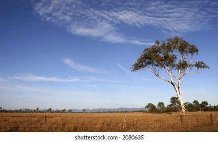 Tree Scene Near Ipswich, Queensland