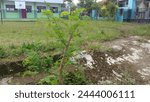 the tree at school yard