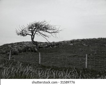 Tree in Scotland