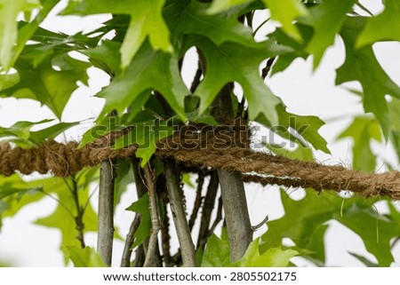 Tree Secured with Rope, Tree Support and Stabilization System, Urban Arboriculture Concept