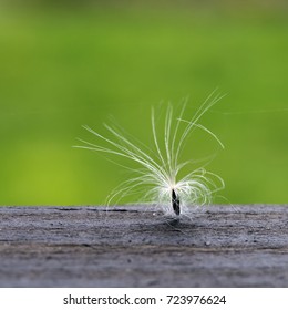 A tree seed in a close-up