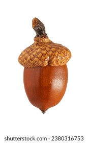 tree seeds, ripe oak acorn with a cap, isolated on a white background