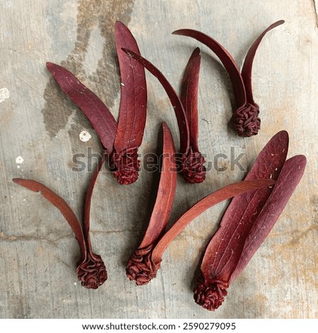 Tree seeds in wild forests fall to the ground resembling propellers