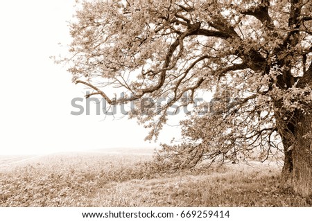 Similar – Foto Bild Ruheplatz Natur Pflanze