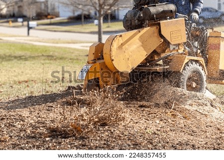 A tree serviceman is grinding the stump of a recently removed tree from a residential area. He is operating a heavy duty stump grinder with tires and rotating blades. Concept for arboreal services