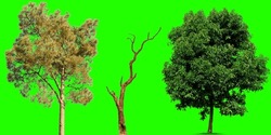 Tree Set For Architecture Landscape Design, Tree Object Collection Isolated On Green Chroma Key Screen For CG.