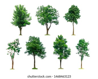 Tree set isolated on white background with clipping path