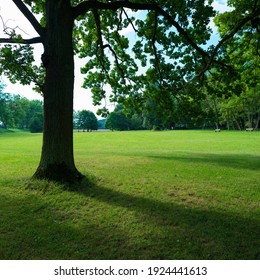 Tree Shade And Grass Field