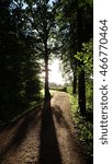 tree shadow