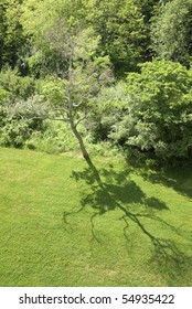 tree shadow