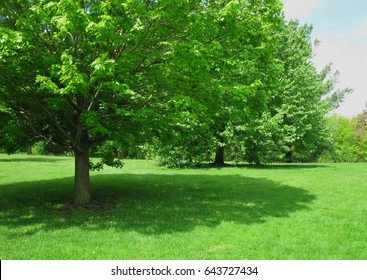 Tree And Shadow