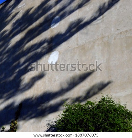 Weeds Growing in a Blocked Suburban House Rain Gutter