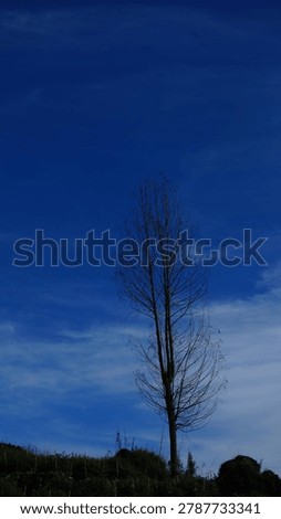Tree Shadow with Falling Leaves Against Bright Blue Sky and White Clouds – Nature Background - Soft tree shadows and falling leaves captured under a bright blue morning sky with white clouds, creating a peaceful natural atmosphere. Minimal outdoor scenery with fresh daylight and organic textures suitable for nature, seasonal, environment, and abstract background themes