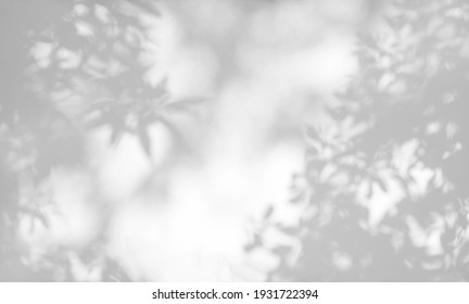 Tree Shadow And Leaf Branch Background.  Nature Leaves Tree Branch Dark Shadow And Light From Sunlight Dappled On White Wall Texture For Background Wallpaper And Any Design
