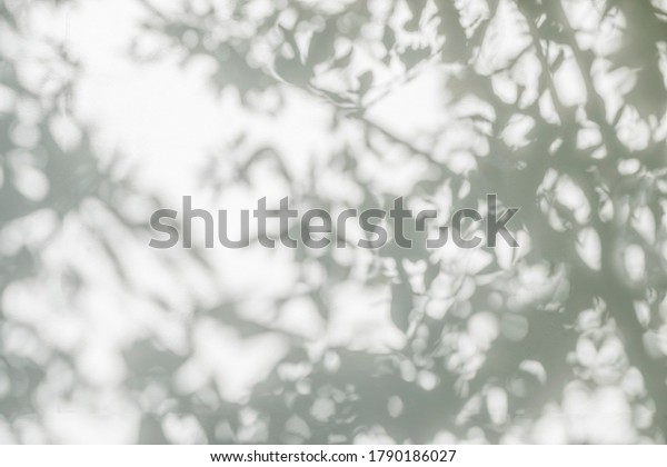 Tree\
shadow and leaf branch background.  Nature leaves tree branch dark\
shadow and light from sunlight dappled on white concrete wall\
texture for background wallpaper and any\
design\
