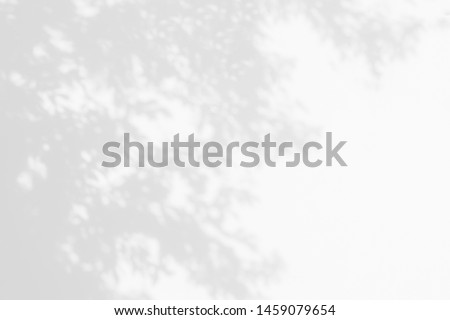 Tree shadow with leaves, branch and light shadow of big tree on white concrete wall background, monochrome, nature shadow art on wall