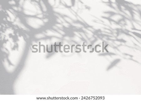 Tree shadow and light of leaf branch background. Nature leaves tropical jungle tree branch dark shadows and light from sunlight on wall texture for background wallpaper design, shadow overlay effect